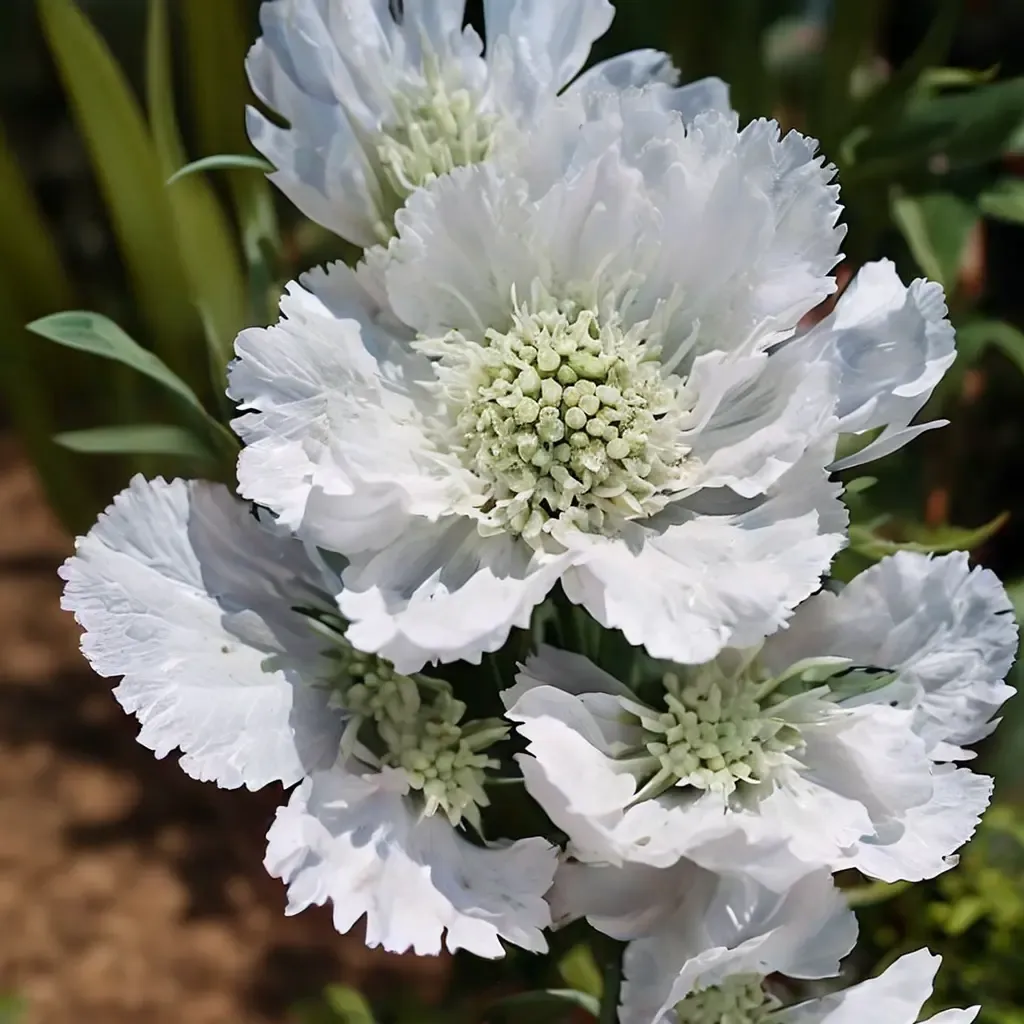 Caucasian Scabious Perfect White Scabious