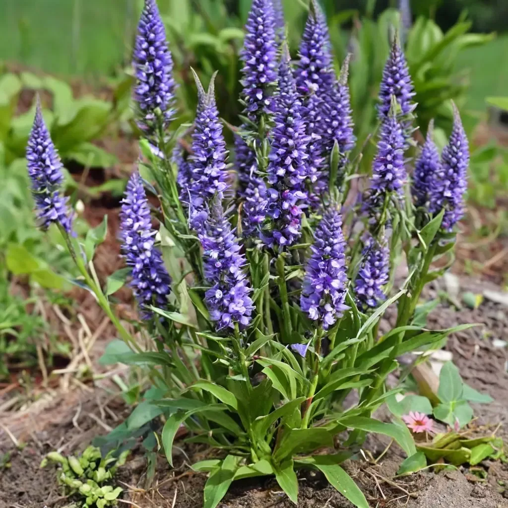 Spike Speedwell Spiked Speedwell