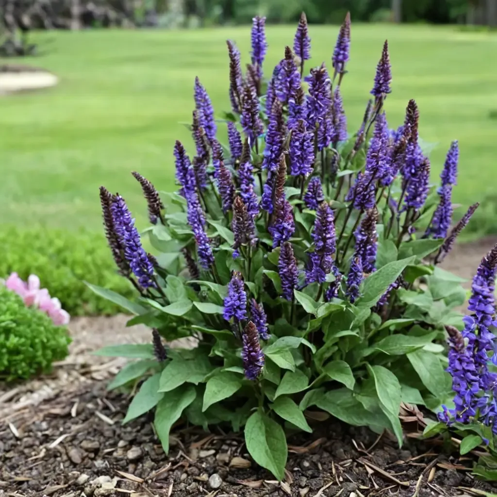 Wood Sage Meadow Sage
