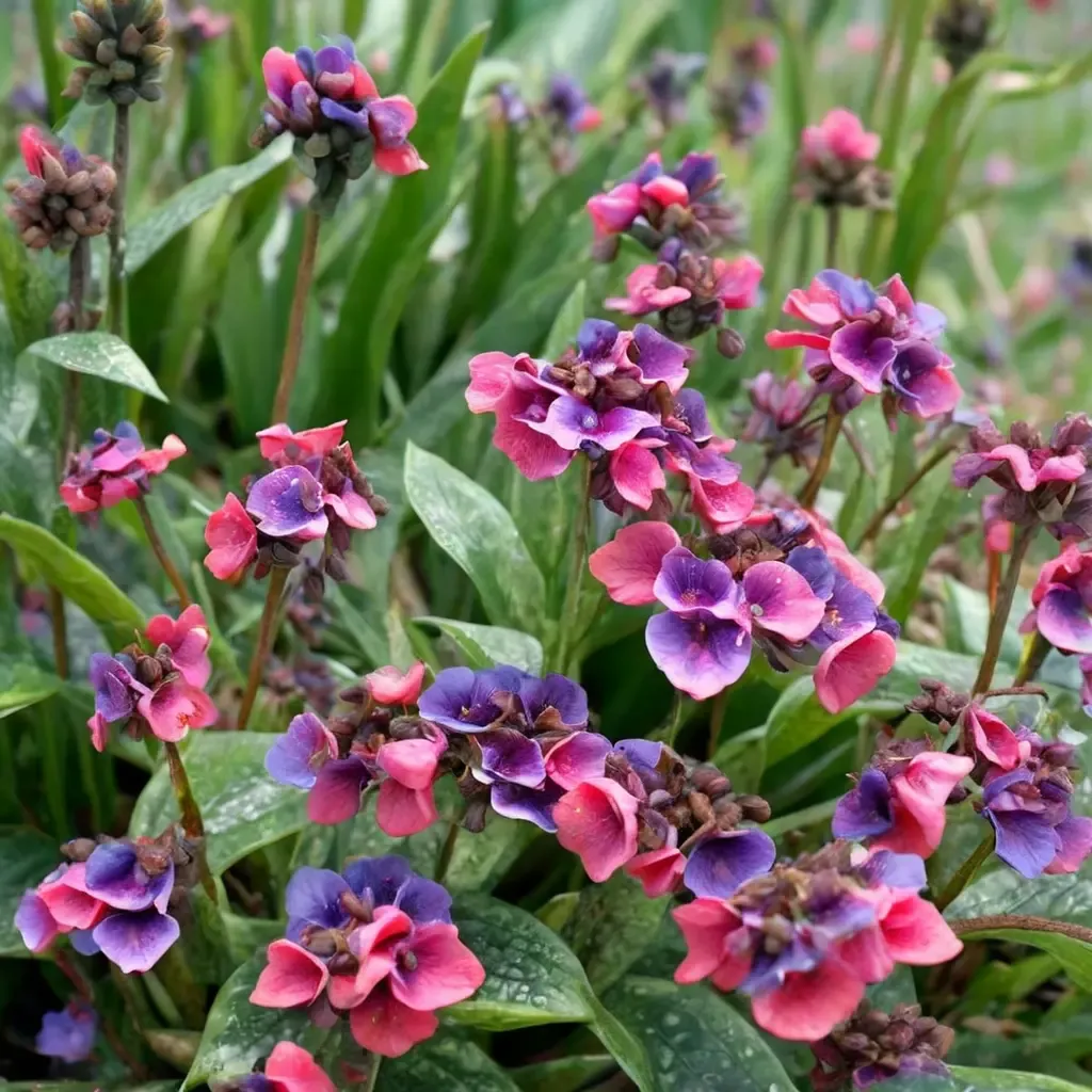 Raspberry Splash Lungwort