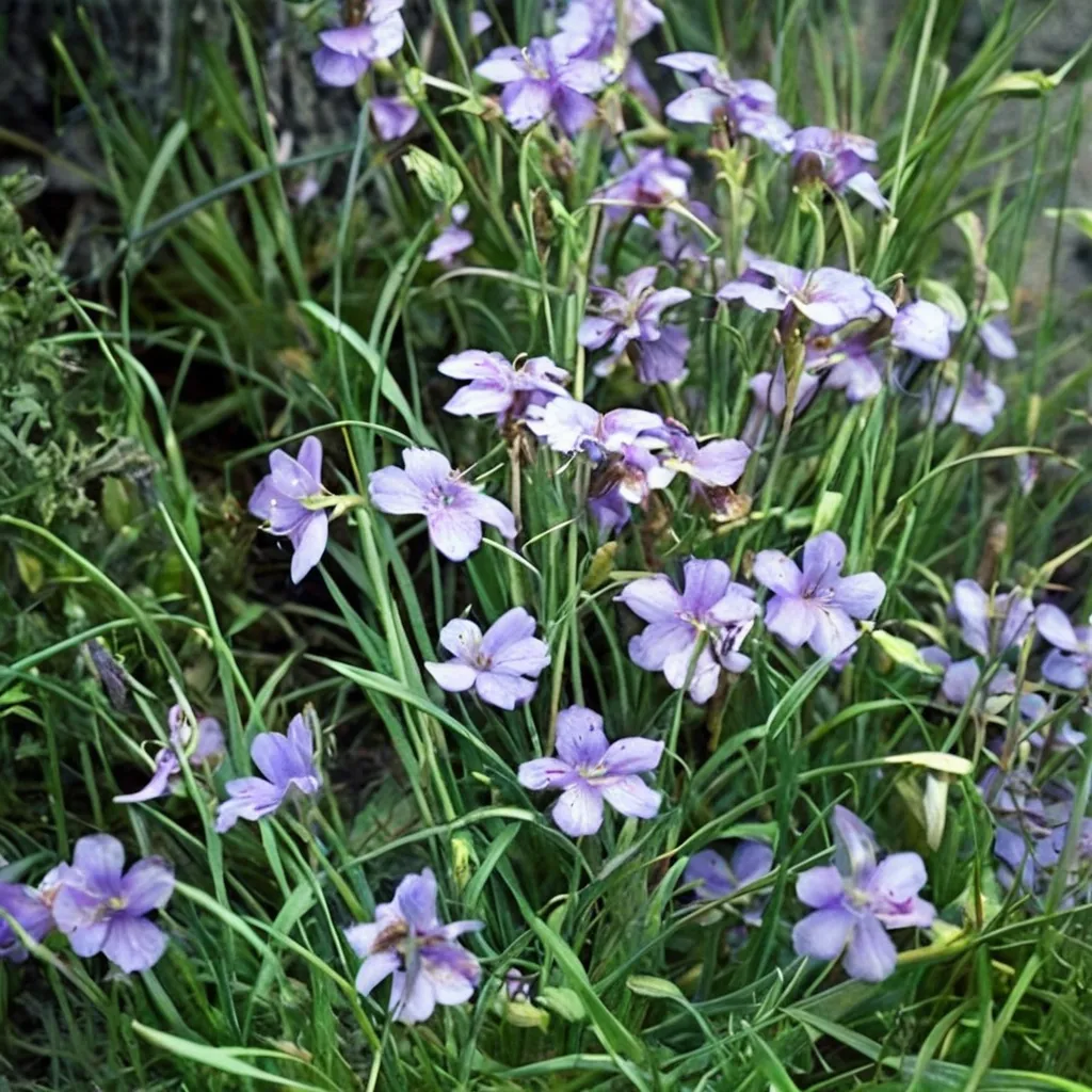 Ohio Spiderwort Mrs Loewer