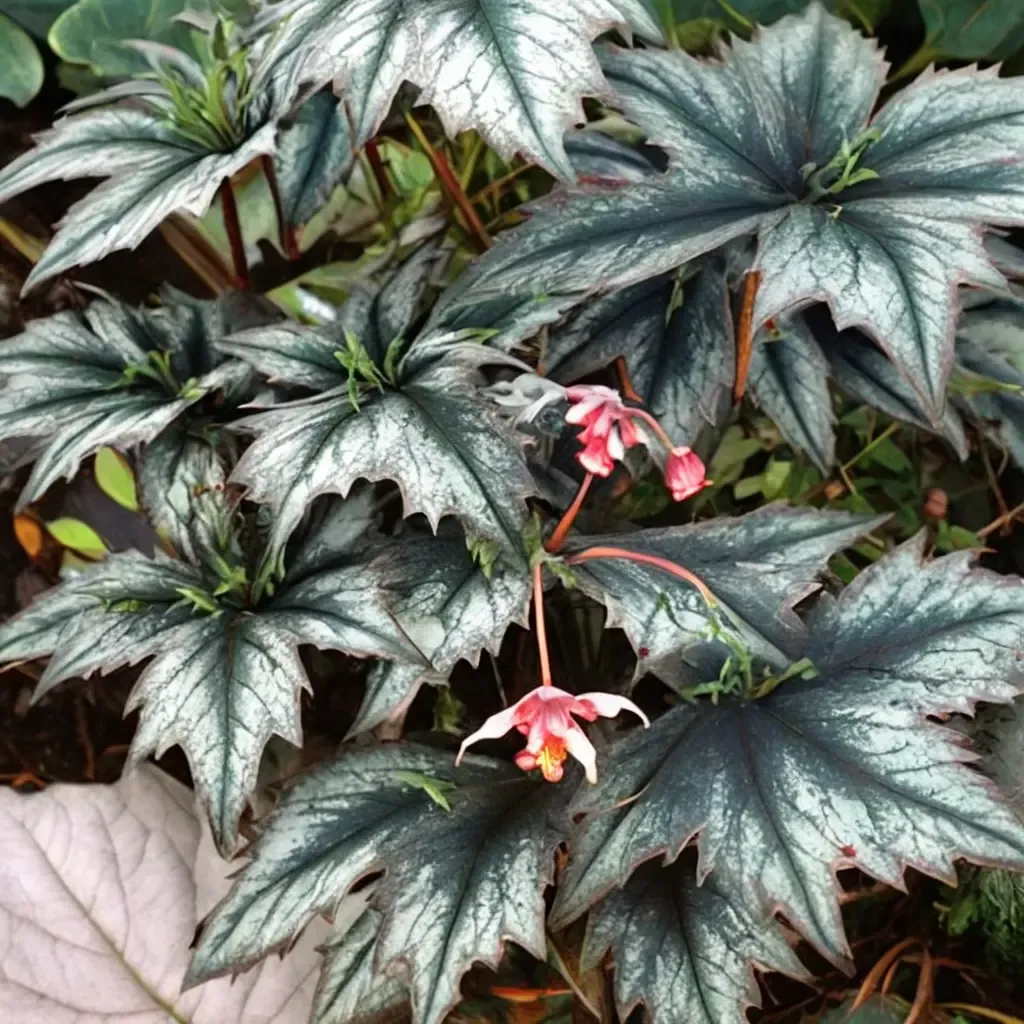 Little Brother Montgomery Begonia