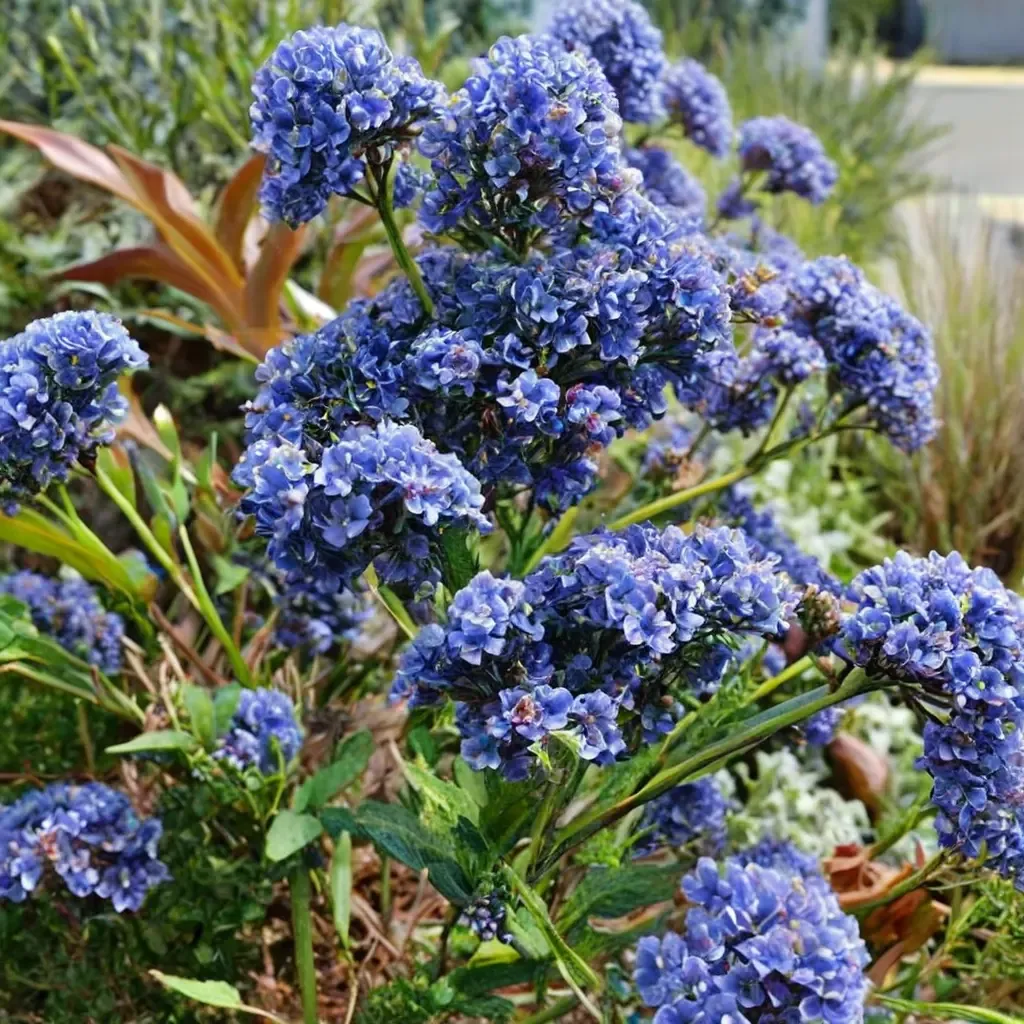 Julia Phelps California Lilac