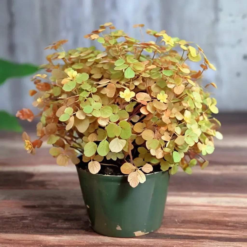 Golden Oxalis Yellow Wood Sorrel