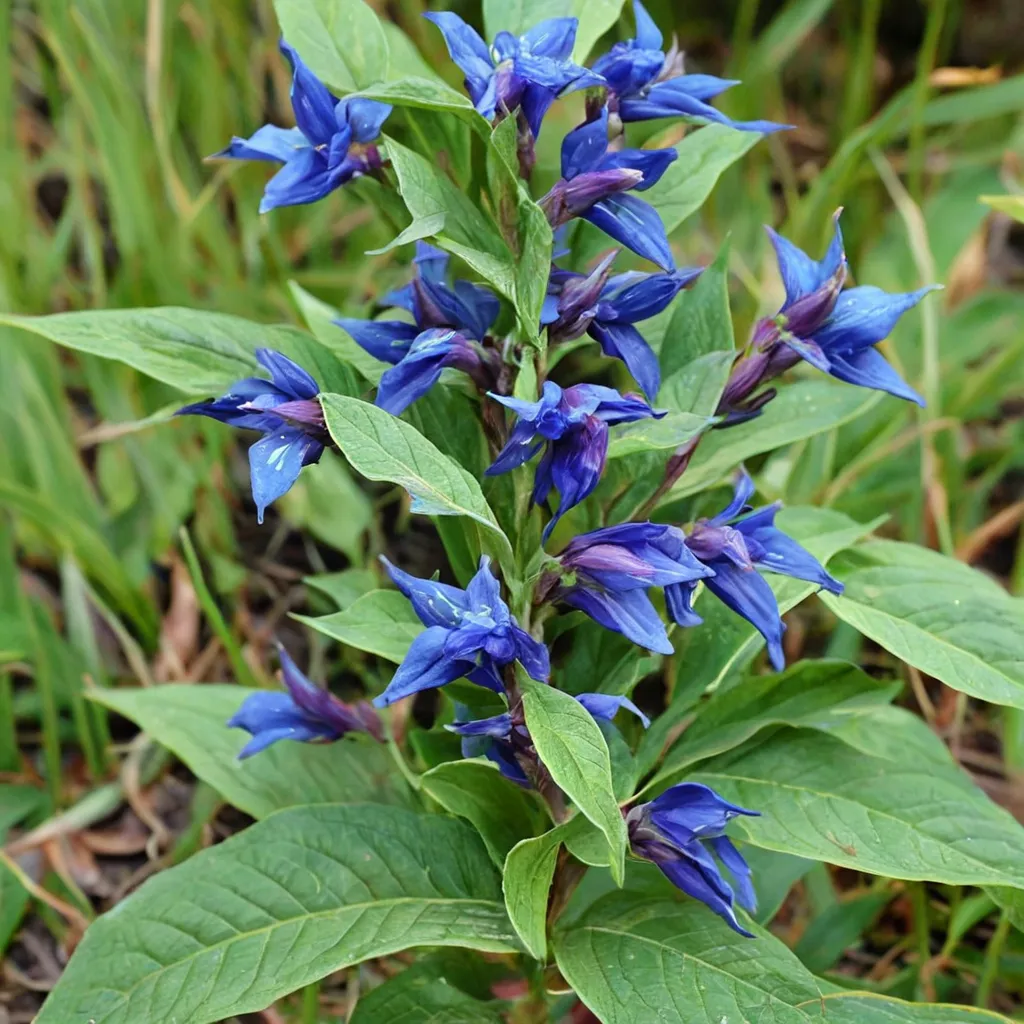 European Gentian