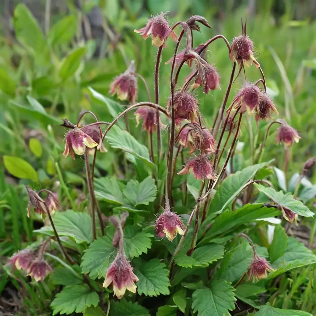 Water Avens