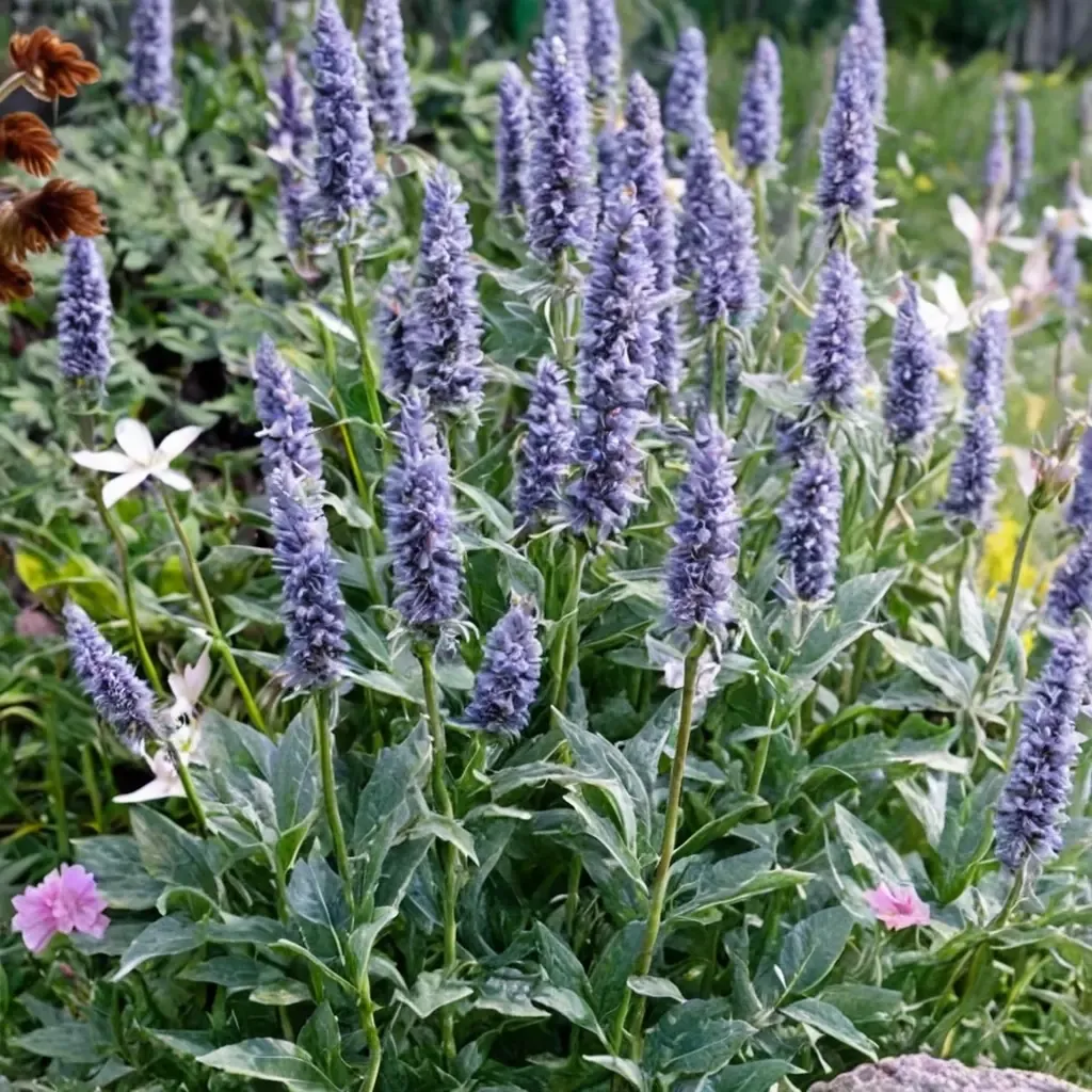 Anise Hyssop 'Crazy Fortune'