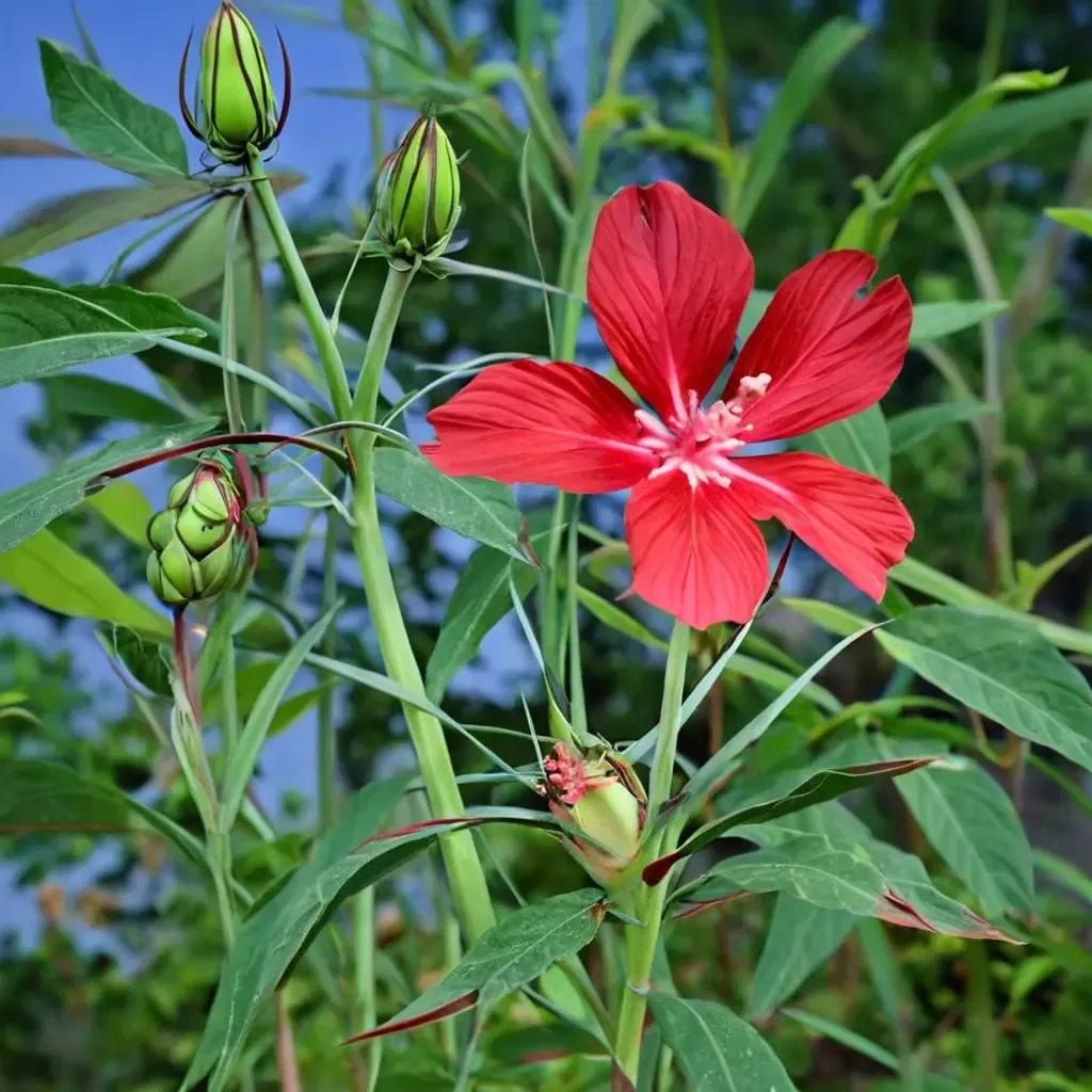 Scarlet Hibiscus Swamp Hibiscus
