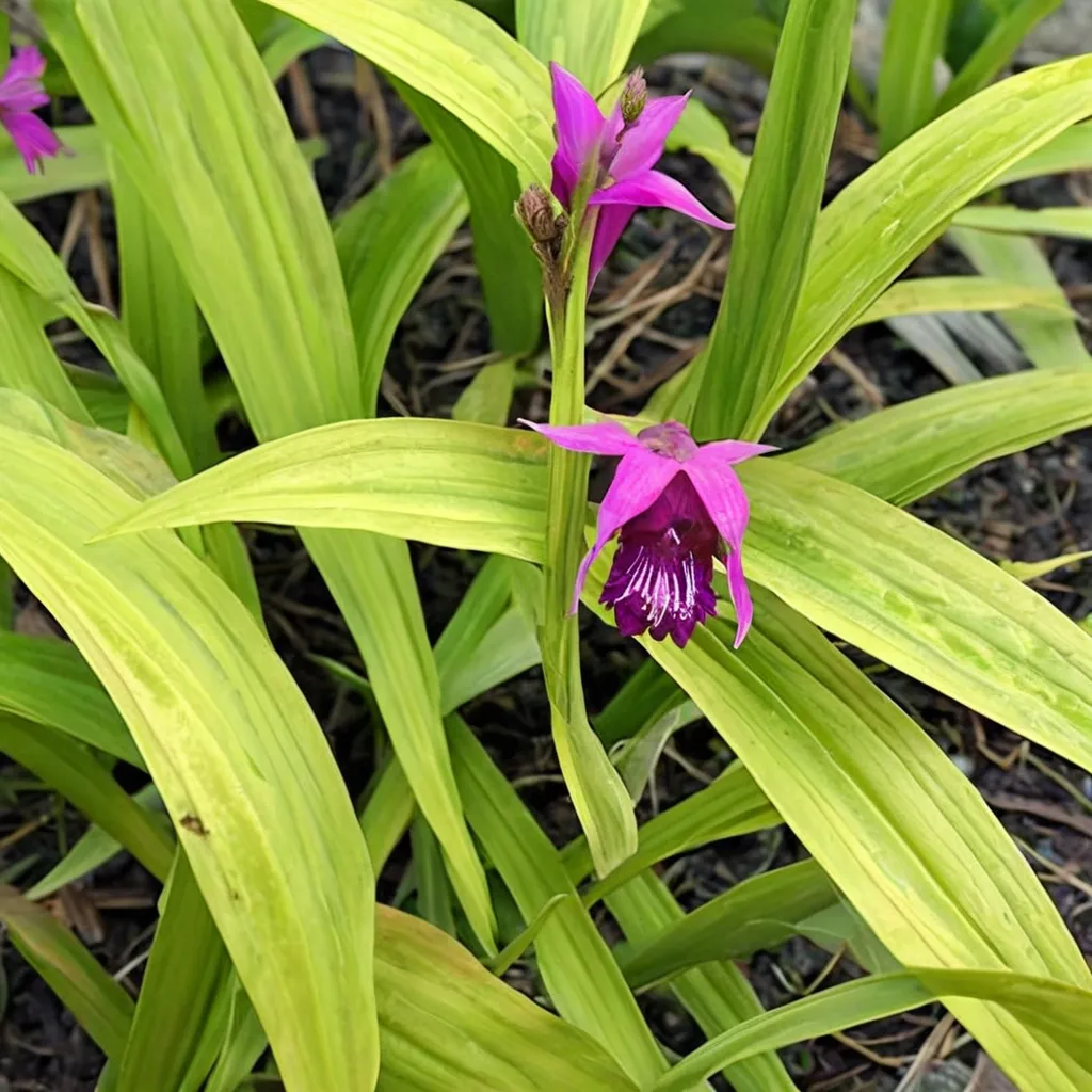 Golden Bletilla