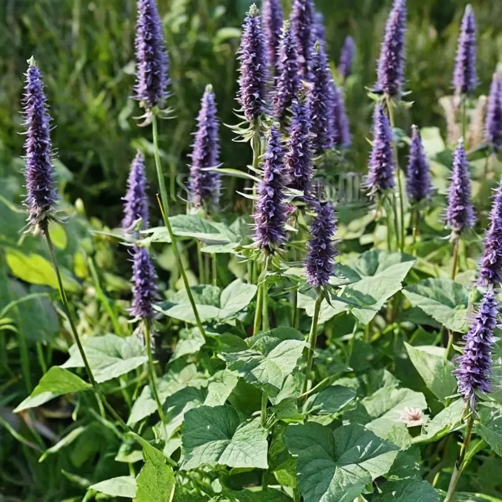 Korean mint