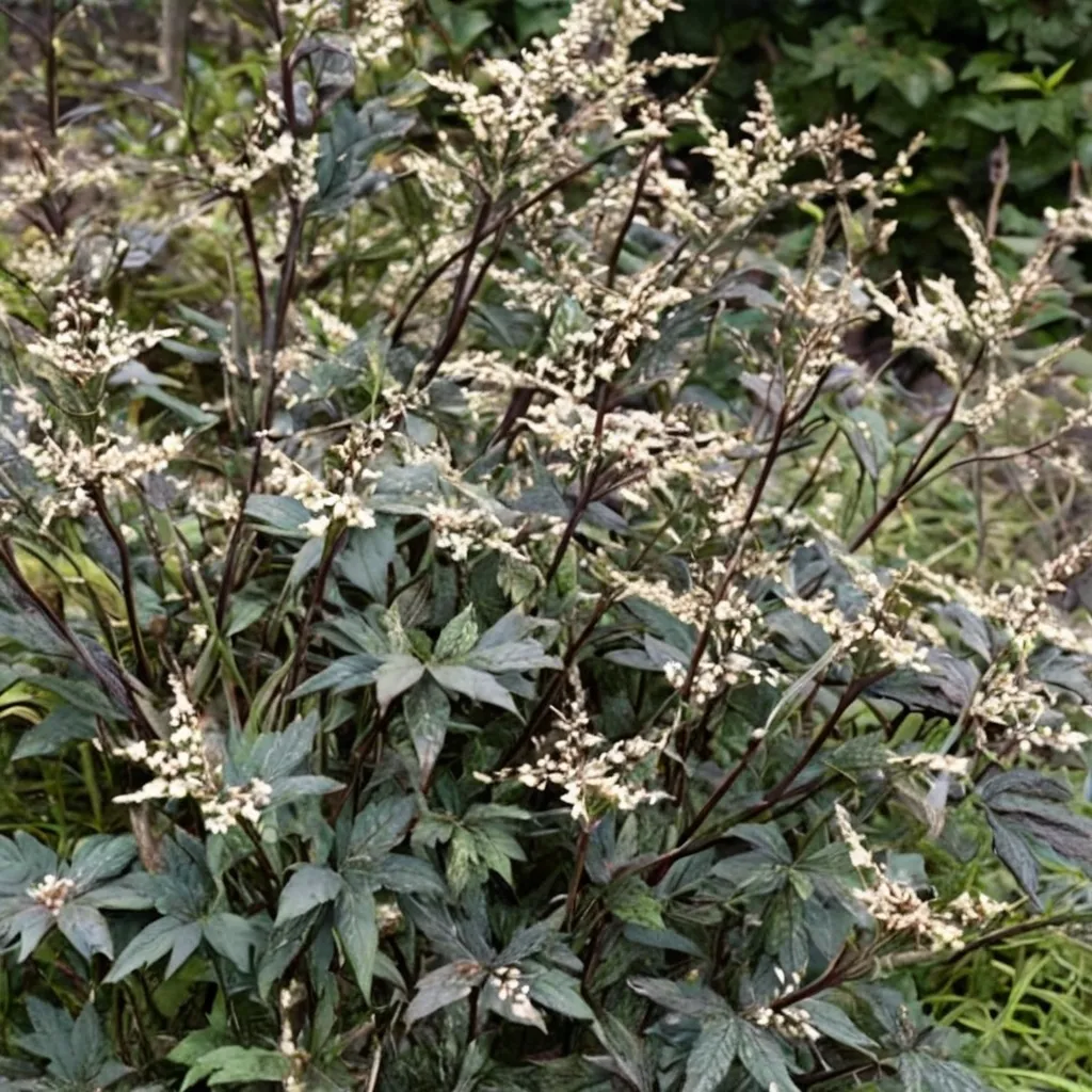 Guizhou Artemisia