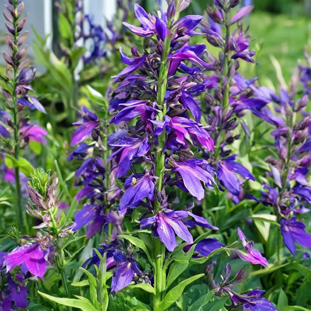 Compliment Blue Lobelia