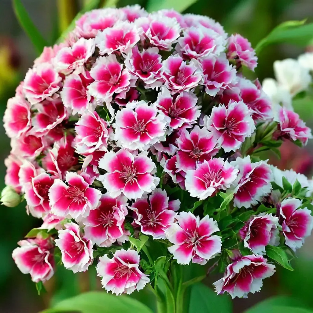 Sweet William