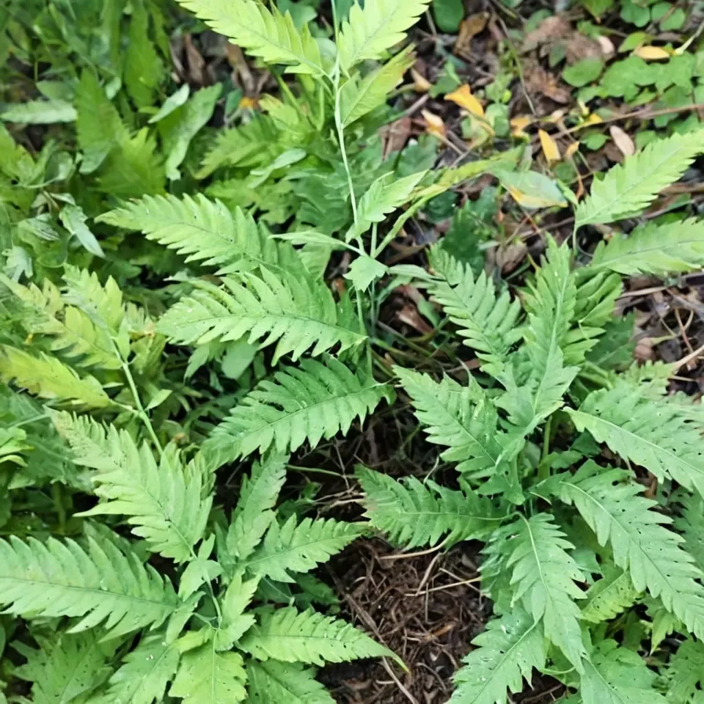 corymbed wood fern