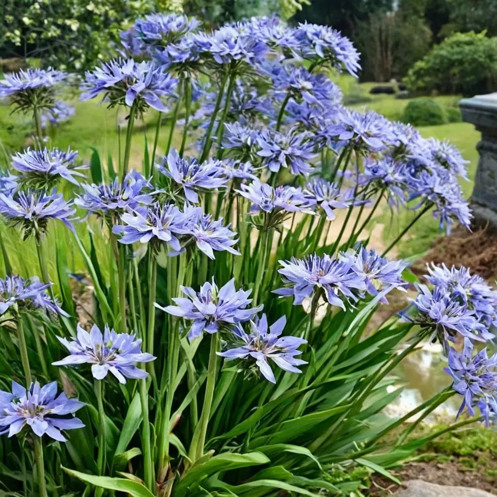 African Lily Lily of the Nile