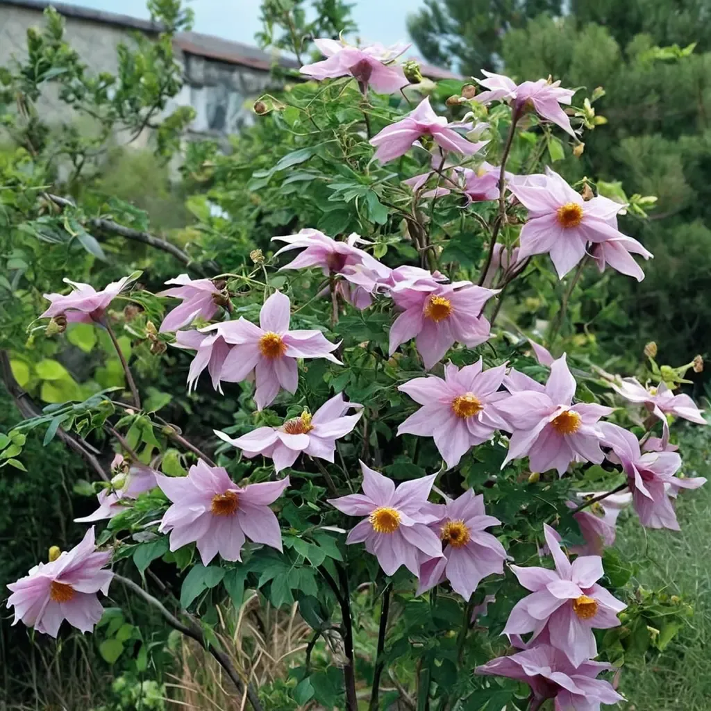 Tree Dahlia