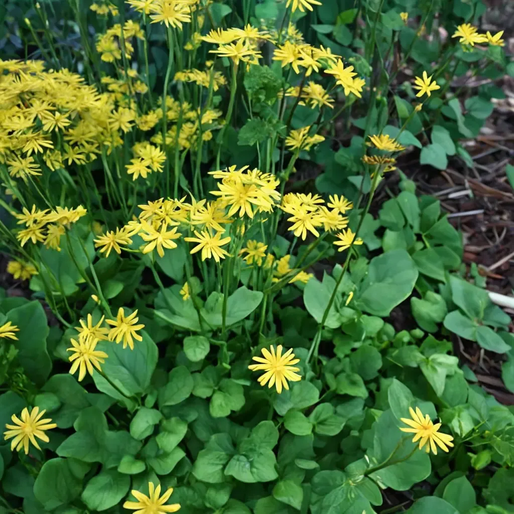 Golden Ragwort