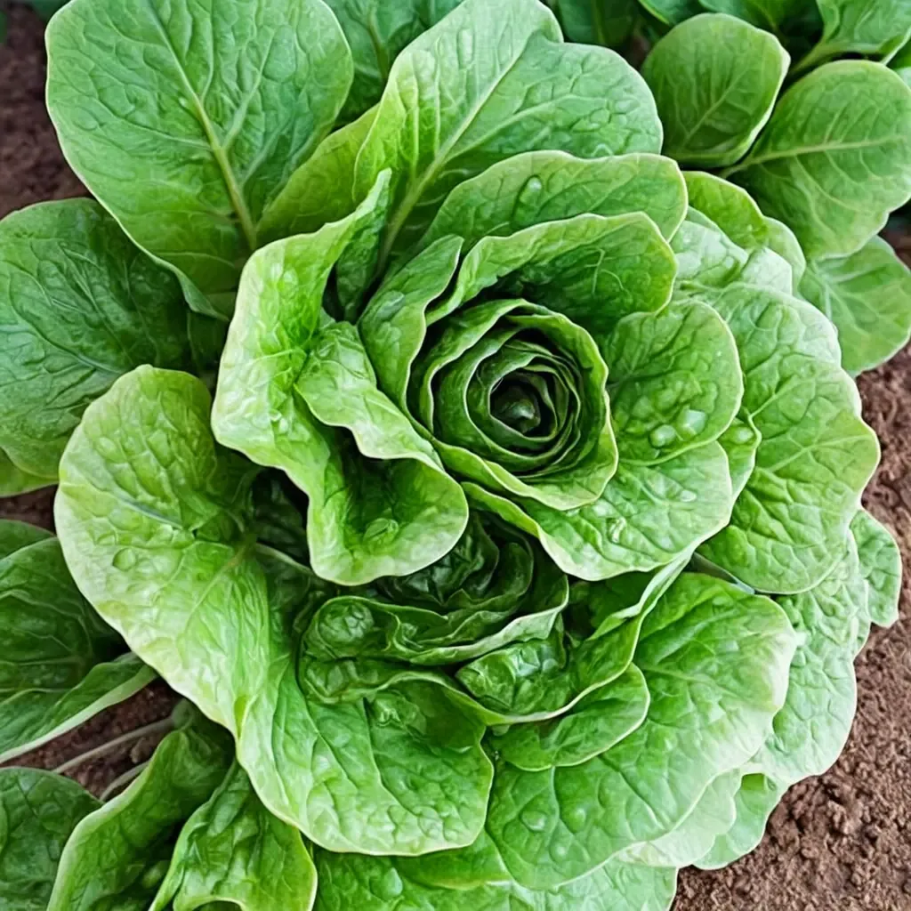 Parris Islands Cos Lettuce