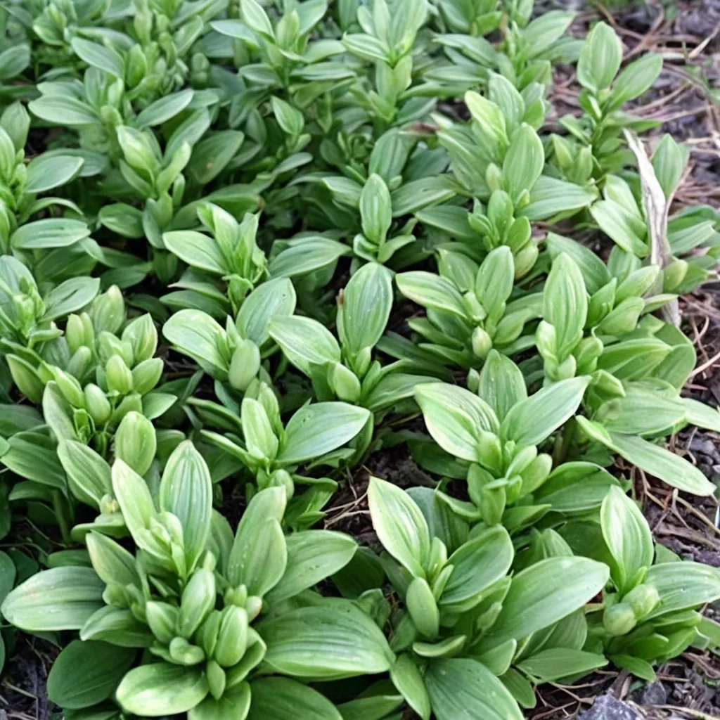 Tom Thumb Small Solomon's Seal