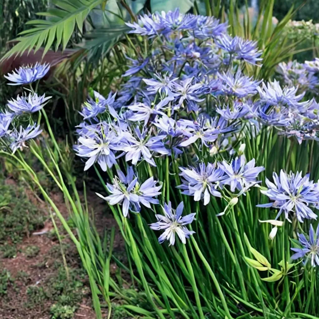 Dwarf Agapanthus Peter Pan Lily