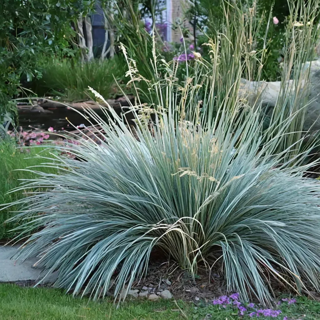 Blue Oat Grass
