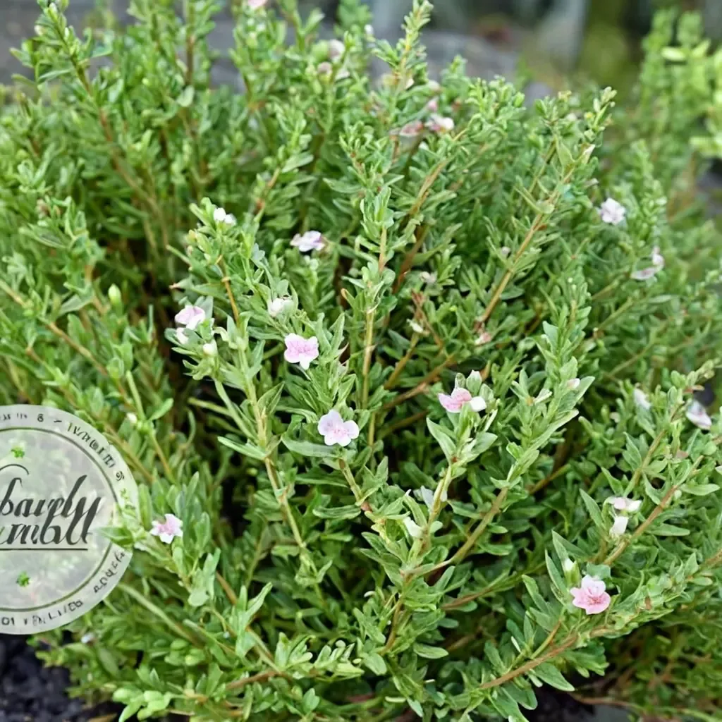 Culinary Thyme