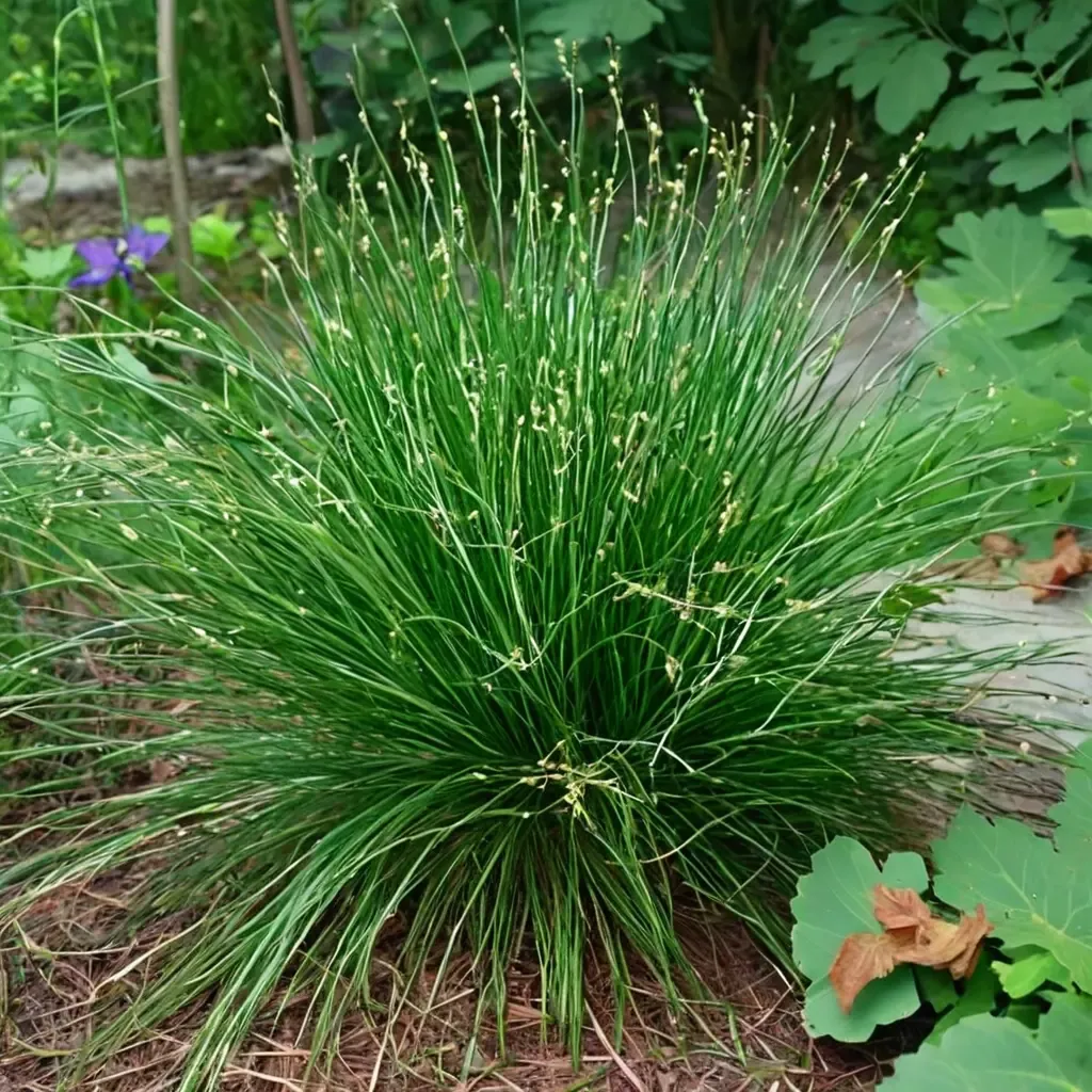 Appalachian Sedge