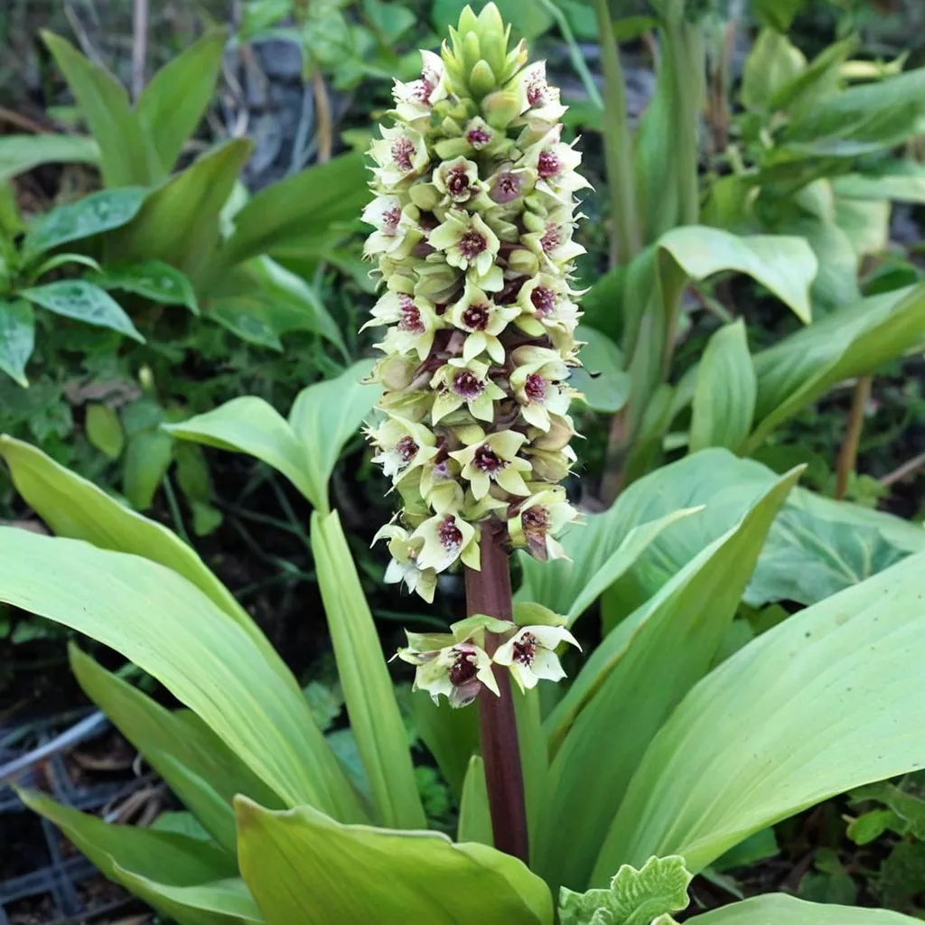Montana Eucomis
