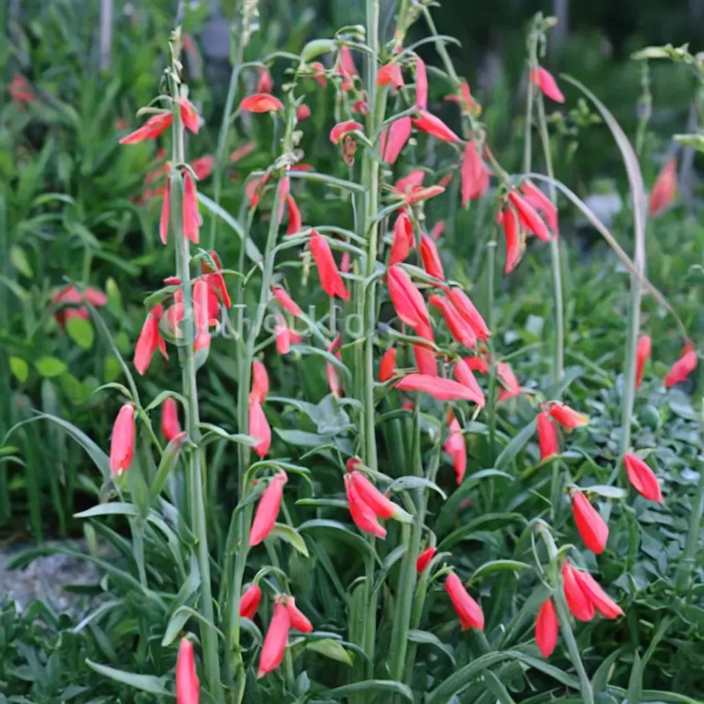 Scarlet Beardtongue