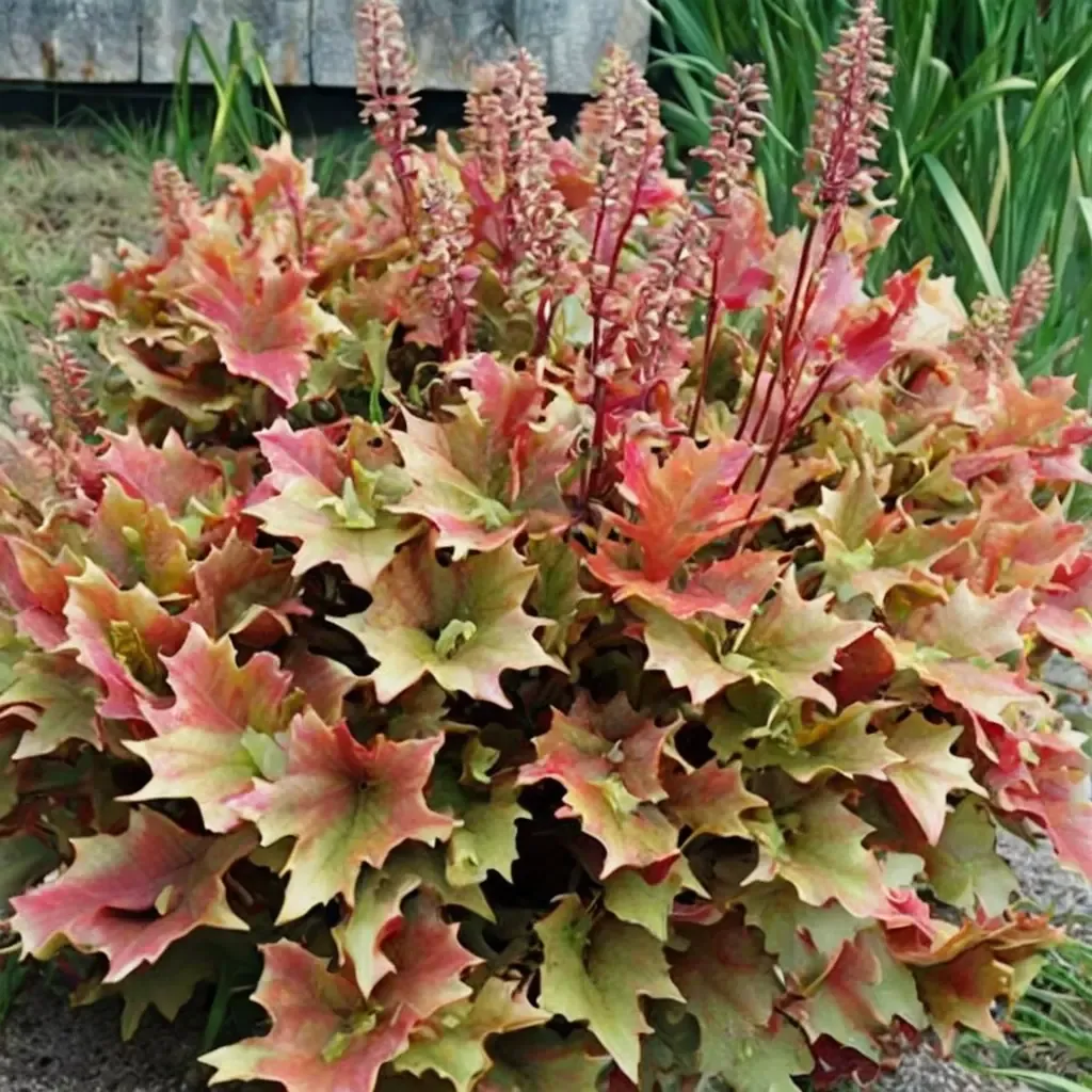 Marmalade Coral Bells