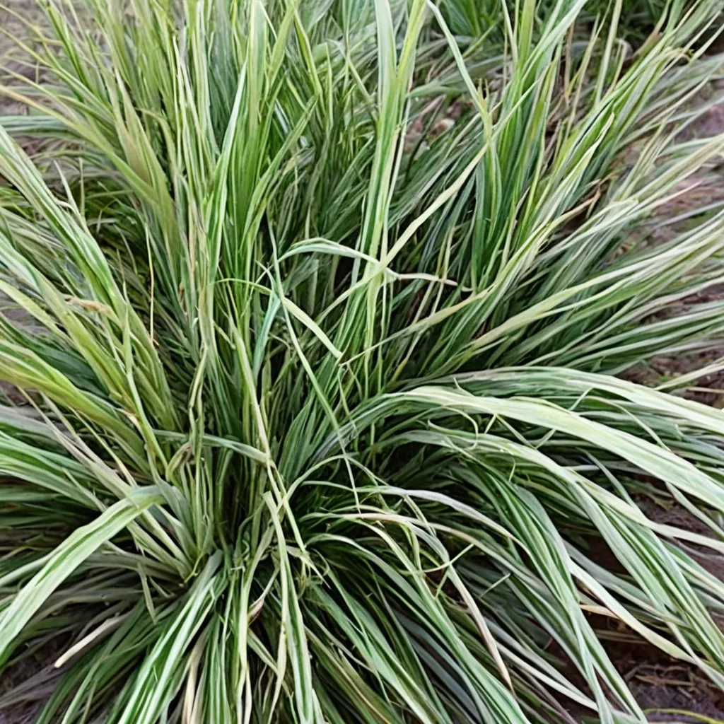 Variegated Black Sedge