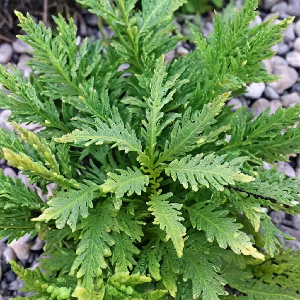 Moellendorff's spikemoss