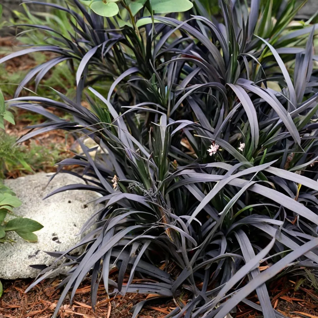 Black Mondo Grass