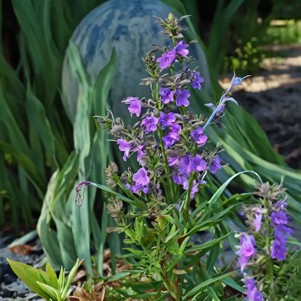 Midnight Magic Blue Sage