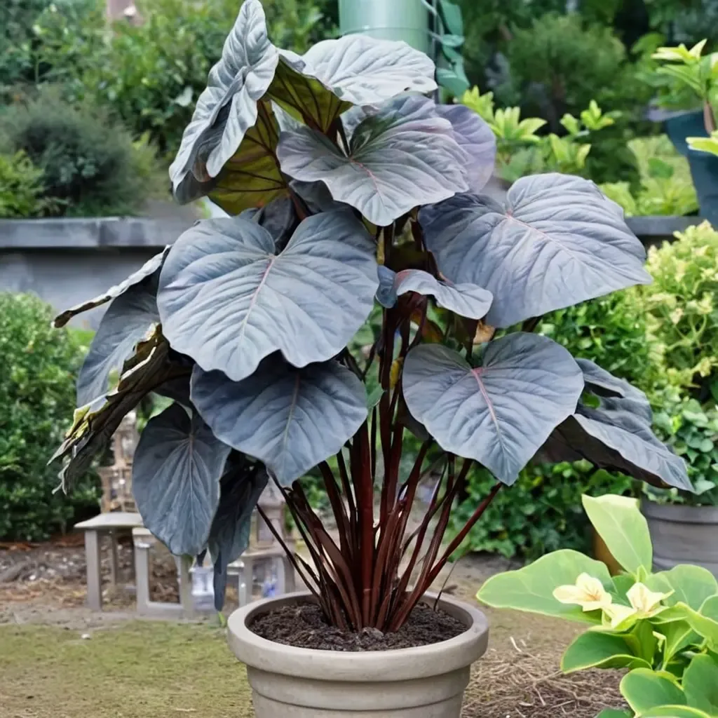 Diamond Head Taro Elephant Ear