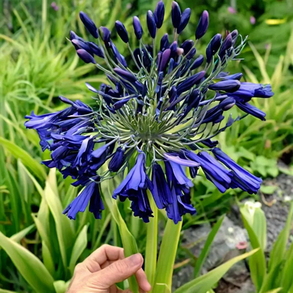 Elaine African Lily Elaine Lily