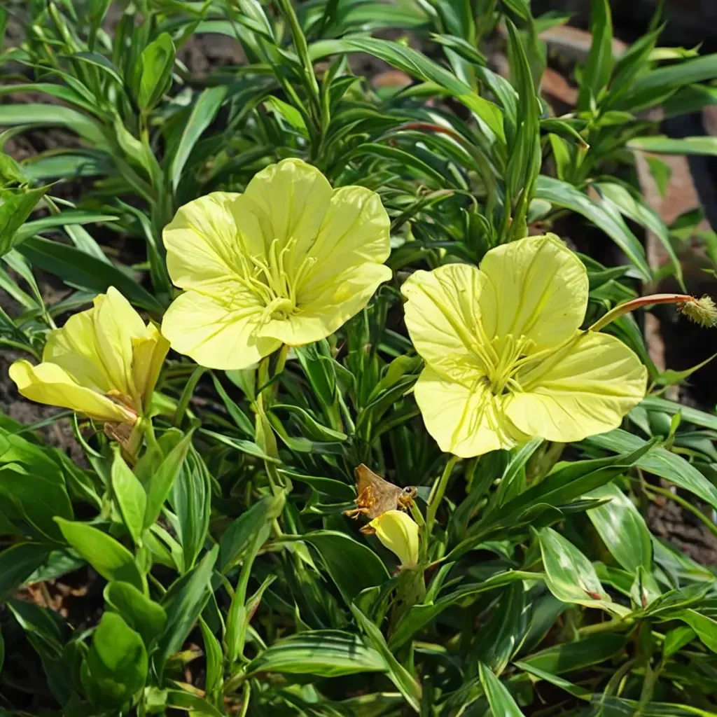 Ozark Sundrop
