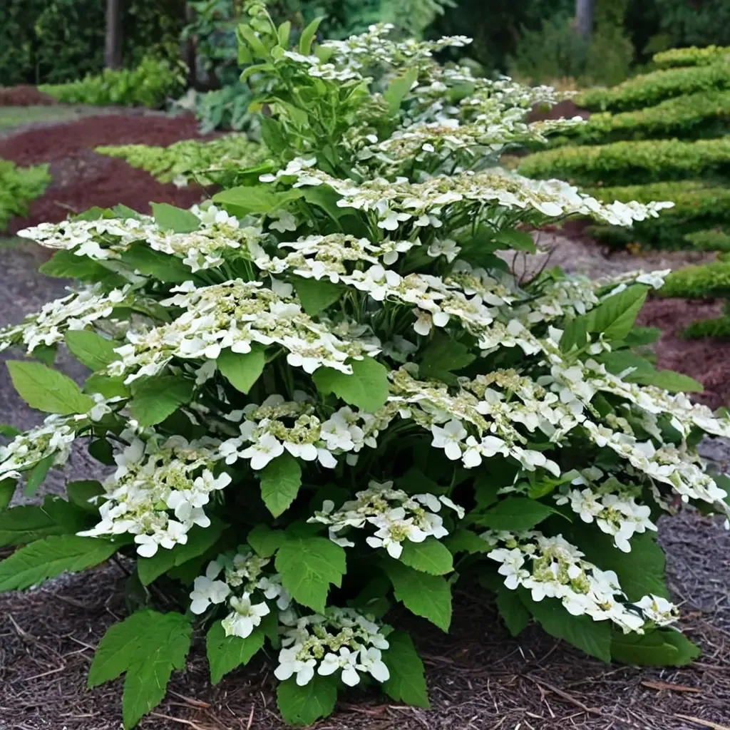 Shasta Viburnum