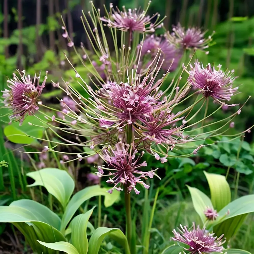 Giant Allium Schubert's Onion