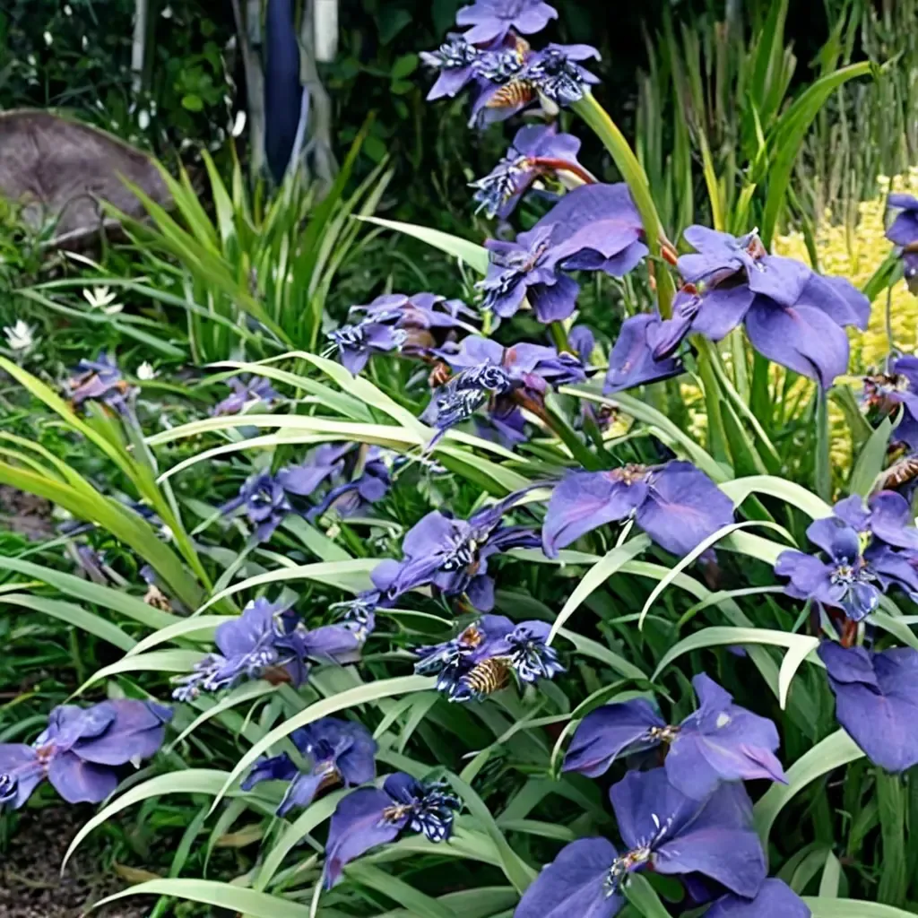 Blue Flag Iris