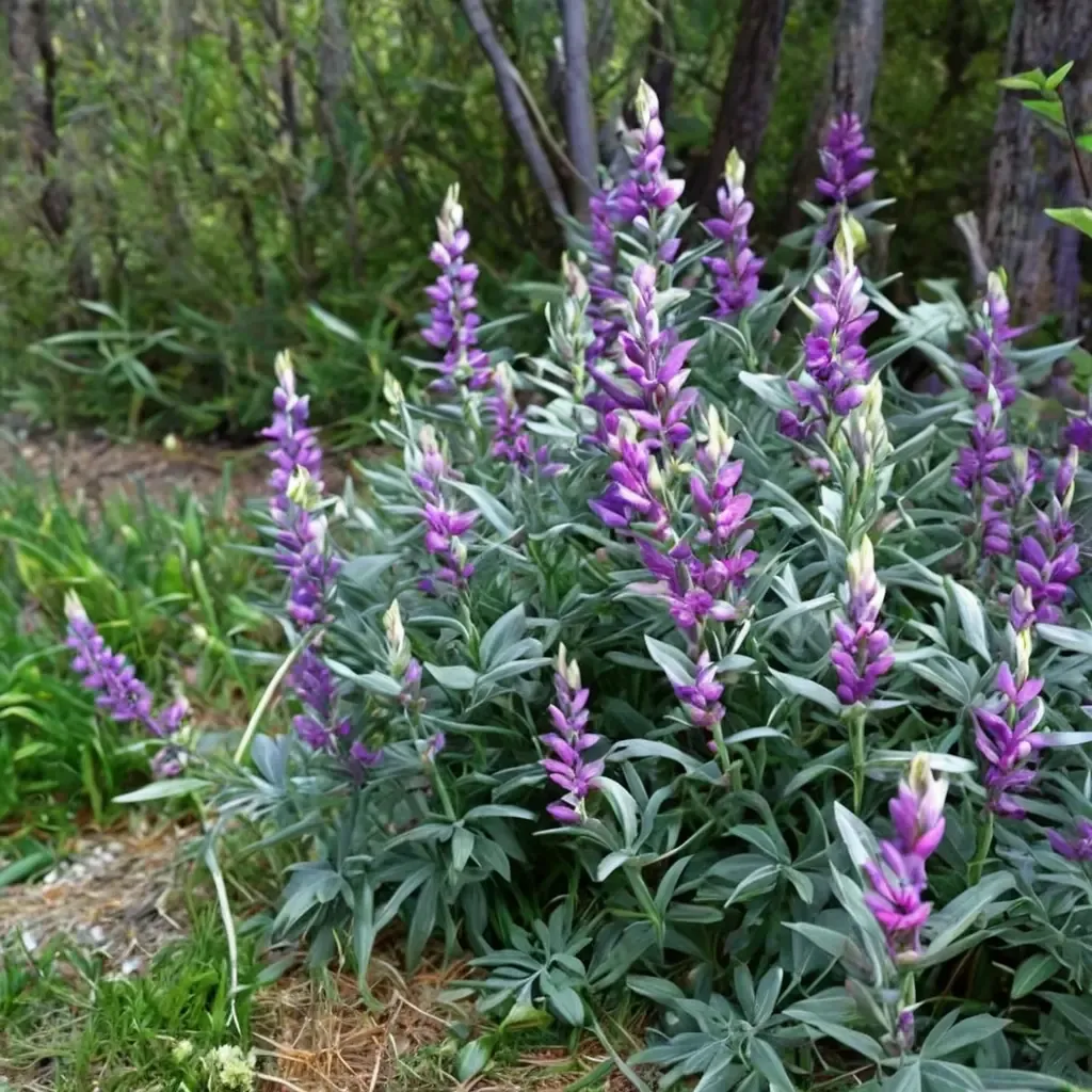 White Sand Lupine