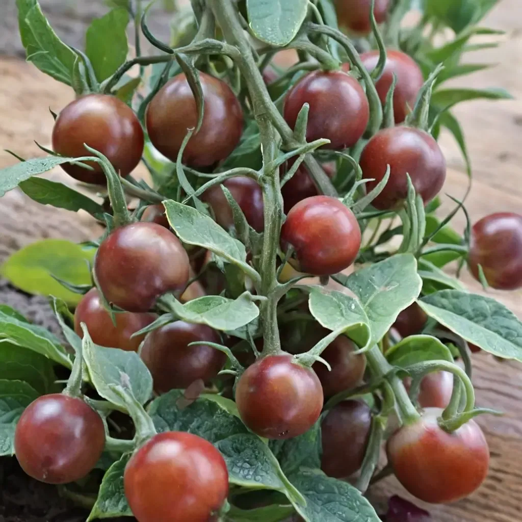Chocolate Cherry Tomato