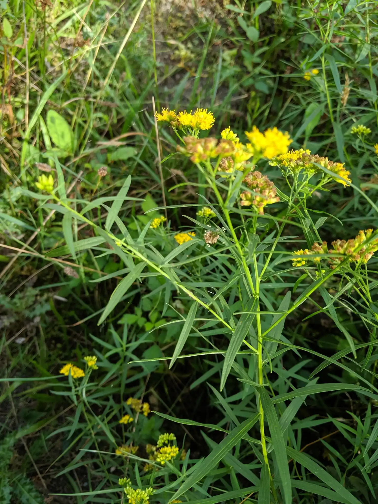Grass-leaved Goldenrod