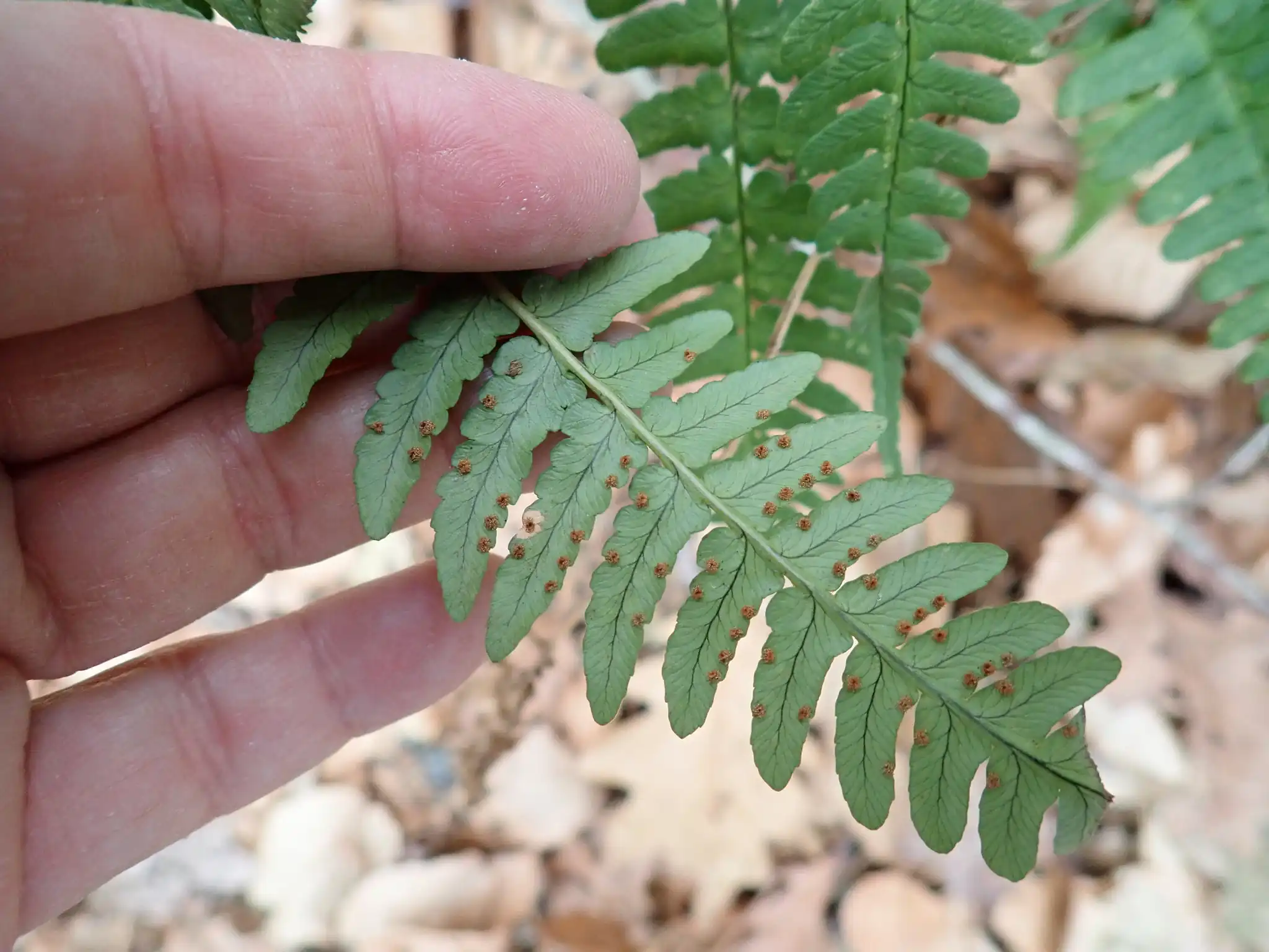 Marginal Wood Fern