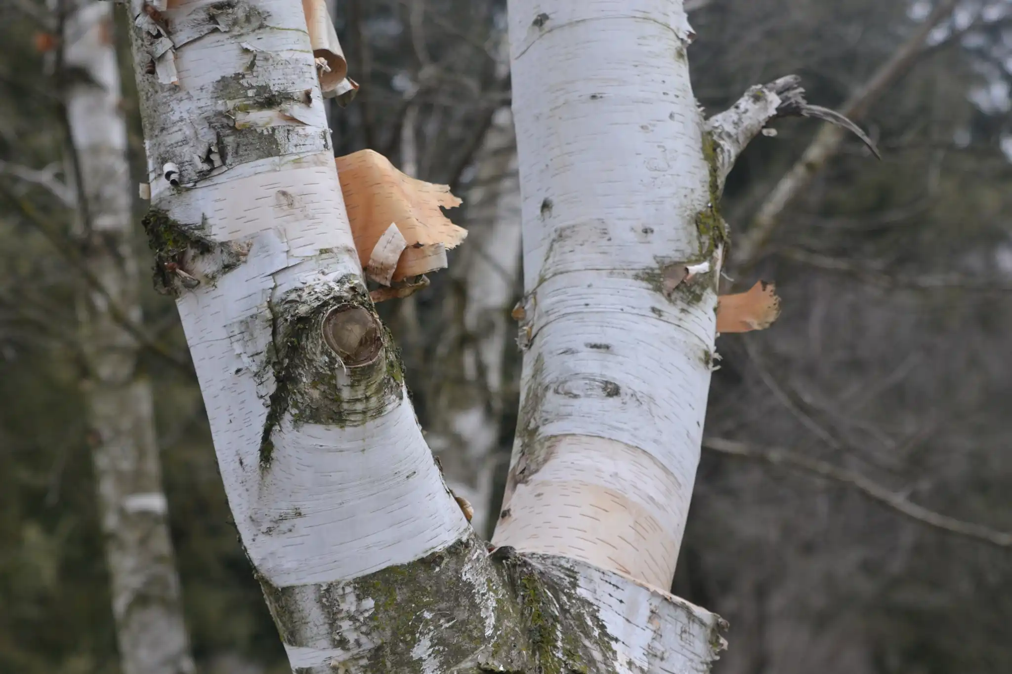 Paper Birch