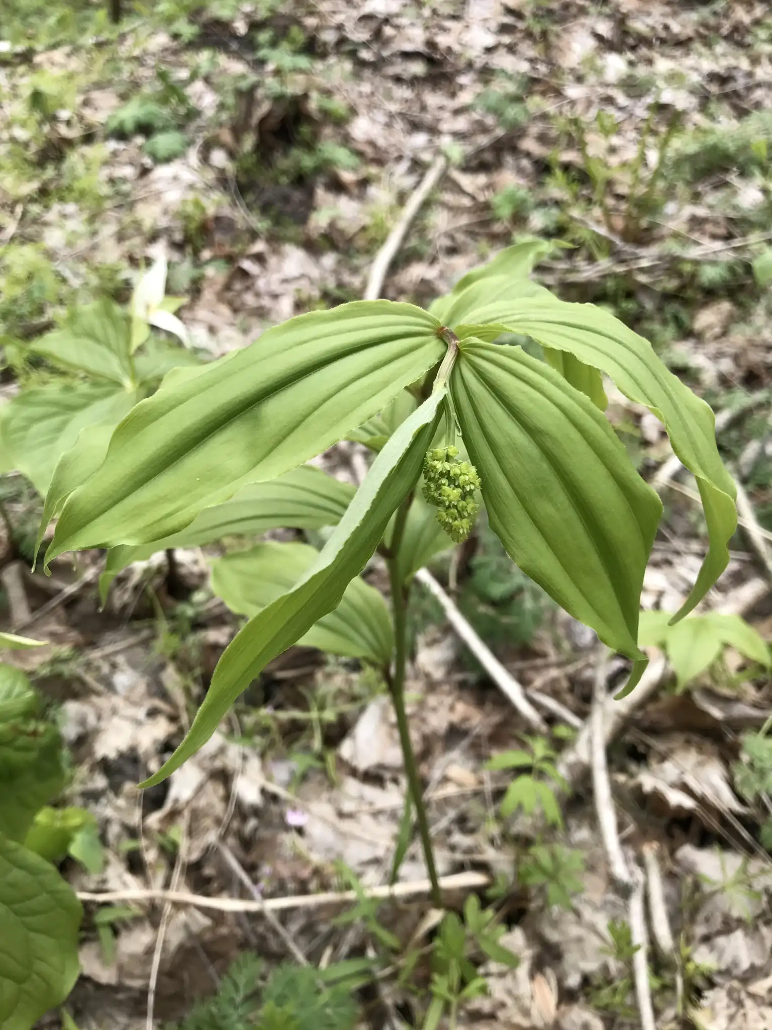 False Solomon's Seal