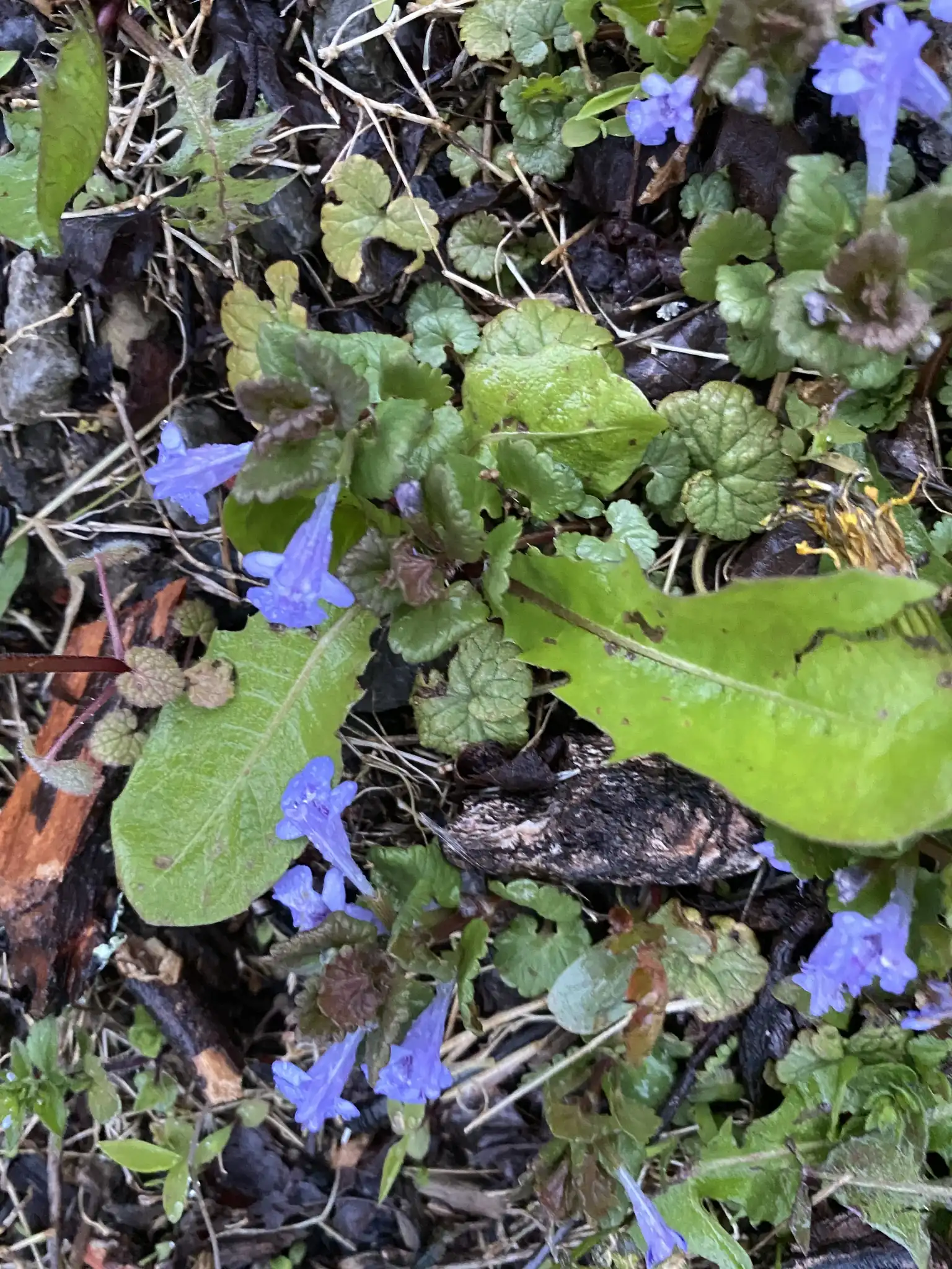 Creeping Charlie Variegated