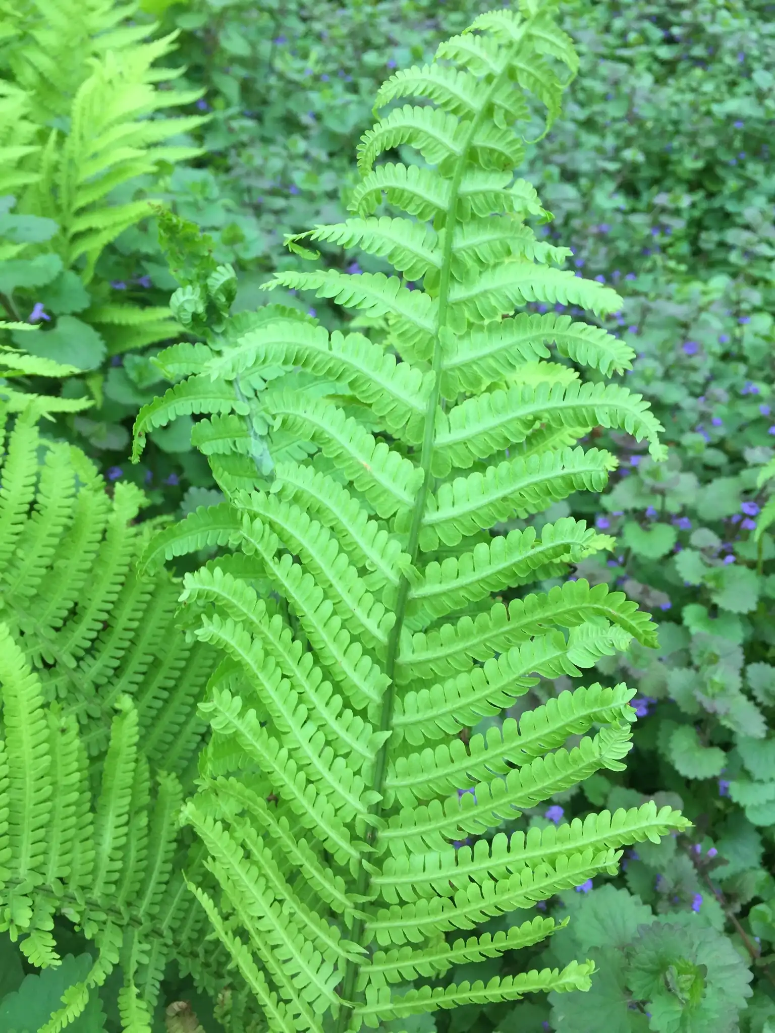 Ostrich Fern