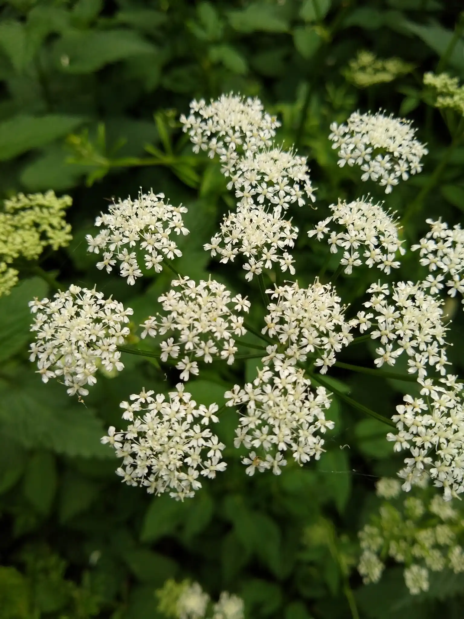 Ground Elder