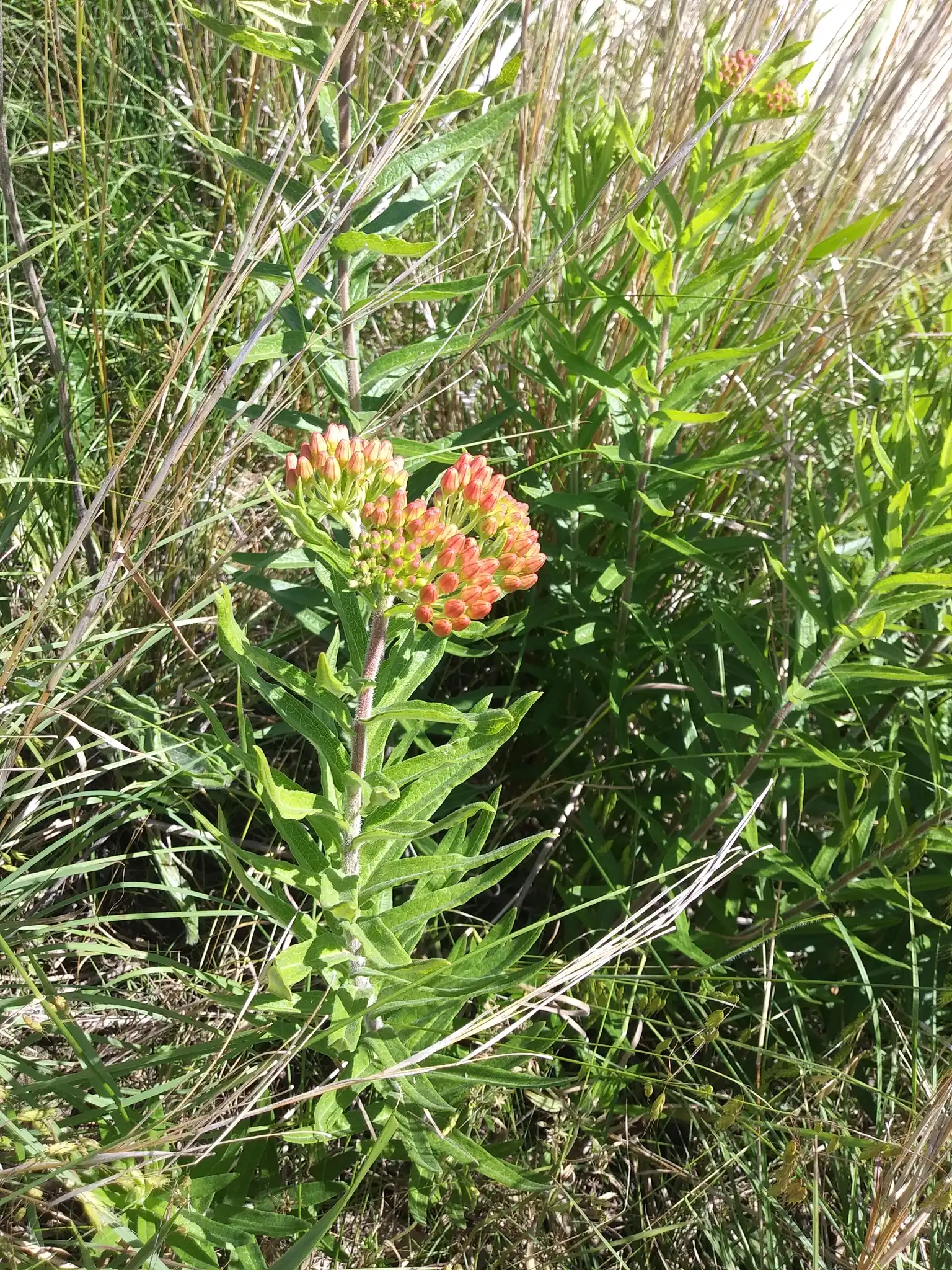Butterfly Weed